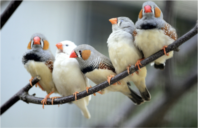 5 Zebra Finches on a branch
